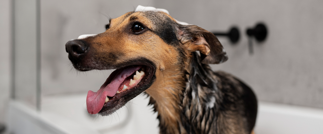 Best Shampoo for Dogs with Itchy Skin