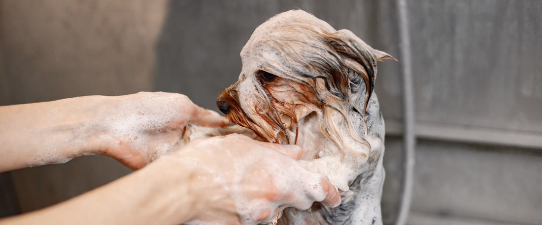 Why Pick Dog Shampoo for Sensitive Skin Over Other Cleansers